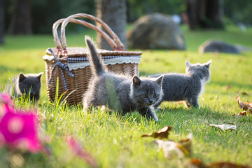Obraz na płótnie Canvas Gray kitten on the grass