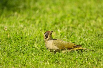 Grünspecht (Picus viridis)