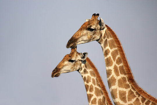 Portraitaufnahme zweier Giraffen im Etosha-Nationalpark, Namibia