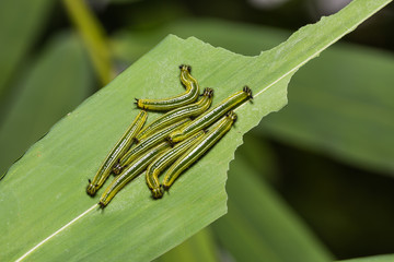Great Evening Brown caterpillars