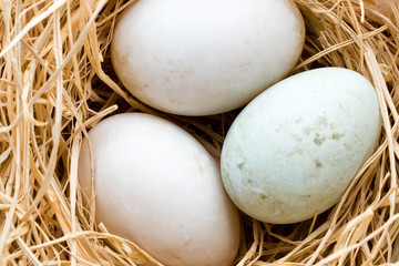 Duck eggs nest, spring Easter symbol.