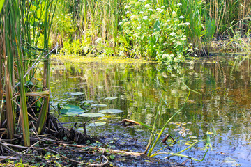 Aquatic plants in a swamp