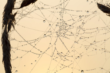 Spider's web covered with dew on the grass in morning sun