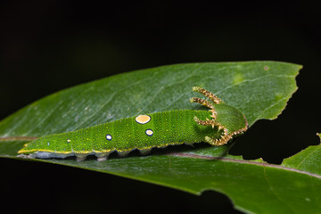 Tawny Rajah caterpillar