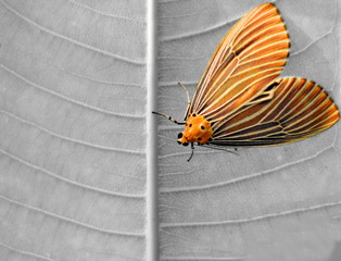Fototapeta na wymiar Moth on the leaf.