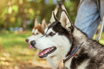 Portrait black and white Husky dog with a smile and his tongue hanging out