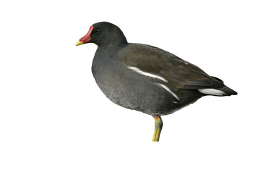 Moorhen, Gallinula chloropus,