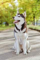 Portrait black and white Husky dog with a smile and his tongue hanging out