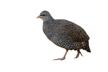 Natel francolin, Pternistis natalensis