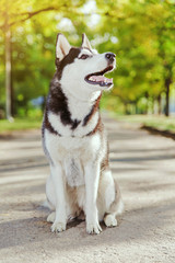 Portrait black and white Husky dog with a smile and his tongue hanging out