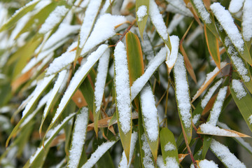 Details of bamboo leaves in winter with snow