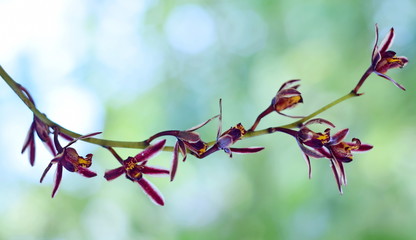 Wild orchids.