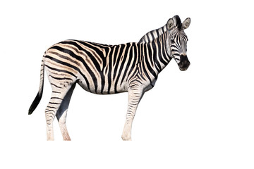 Plains zebra, Common zebra or Burchells zebra, Equus quagga
