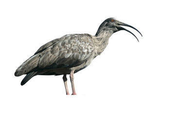 Plumbeous ibis, Theristicus caerulescens