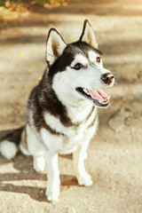 Portrait black and white Husky dog with a smile and his tongue hanging out