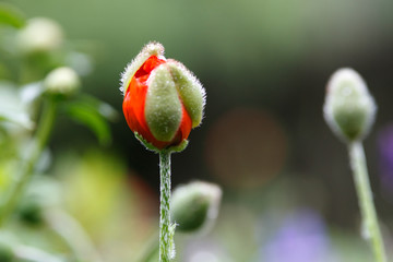 Obraz premium Poppy bud