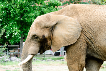 Obraz premium asiatic elephant in zoo seeing bij side