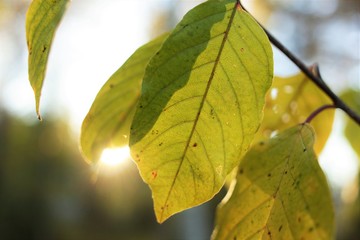autumn leaf