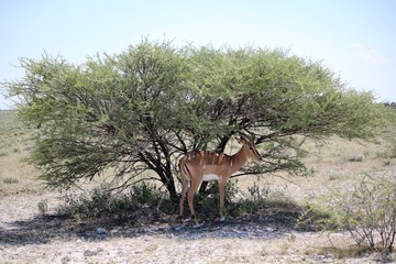 Black faced impala under acacia tree in Etosha National Park, Namibia Africa