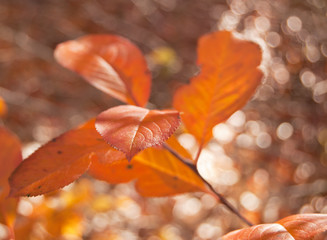 Obraz na płótnie Canvas Orange aronia leaves in autumn.