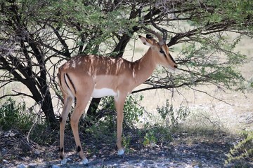 Black nosed impala in shadow in Etosha National Park, Namibia Africa 