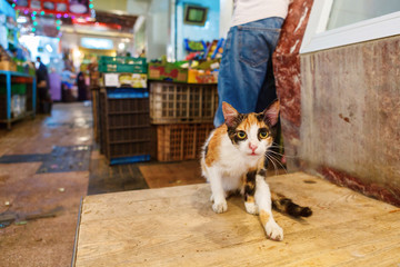 Cats in Marrakesh, Morocco