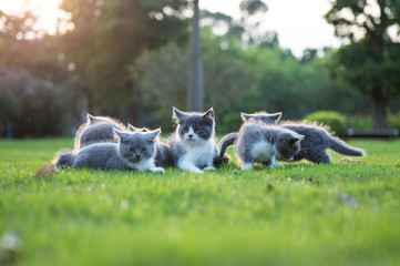 Gray kitten on the grass