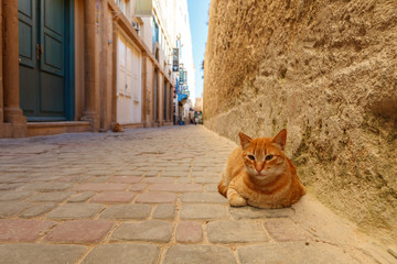 Cats in Essaouira, Morocco