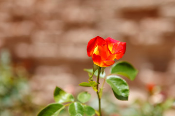 Moroccan rose