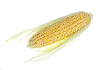 The close-up of corn, white background