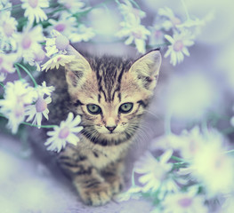 Vintage portrait of cute little kitten with flowers