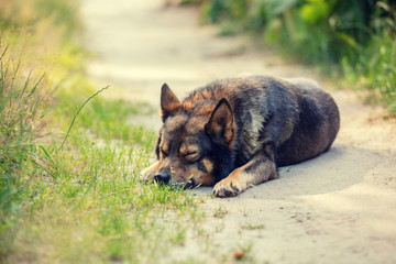 Dog lying outdoor on dirt road