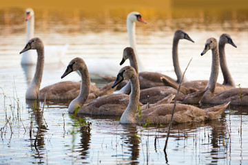 family of swans swimming on the lake