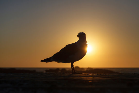 Seagull against sunset