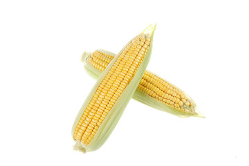 The close-up of corn, white background