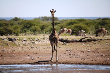 Giraffe in front of waterhole in Etosha National Park, Namibia Africa