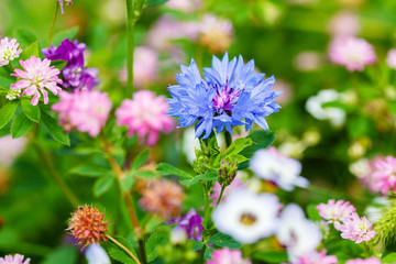 Fototapeta premium Cornflower