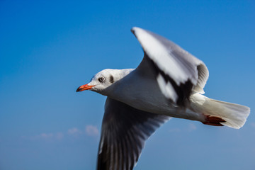 Seagull to the sky