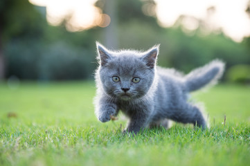 Naklejka na ściany i meble Gray kitten on the grass