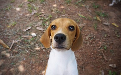 beagle dog standing on the ground looking at camera
