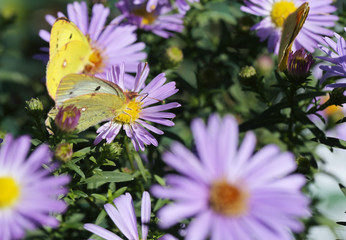 Life on purple asters rages...