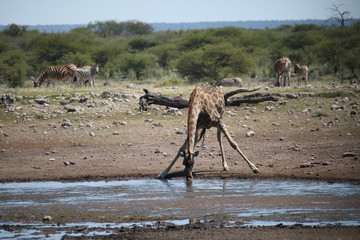 Drinking giraffe at waterhole in Etosha National Park, Namibia Africa 