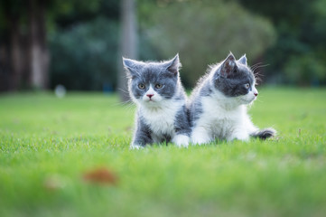 Naklejka na ściany i meble Gray kitten on the grass