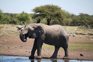 African elephant bull at waterhole in Etosha National Park, Namibia Africa