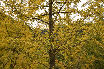 ginkgo tree