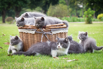 Gray kitten on the grass