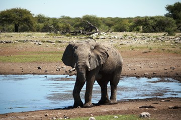 Portrait of an African elephant at waterhole in Etosha National Park, Namibia Africa