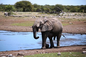 Elephant bull at waterhole in the Etosha National Park, Namibia Africa