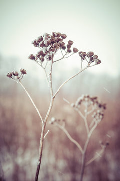 Frozen Grass And Ground Frost In Winter Background