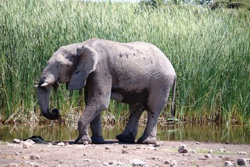 Male elephant in the reed of waterhole in Etosha National Park, Namibia Africa